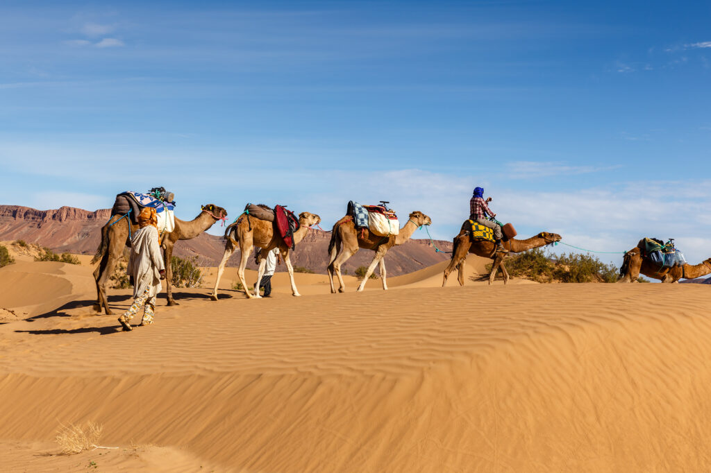 Camel caravan going through the sand dunes in the Sahara Desert, Morocco